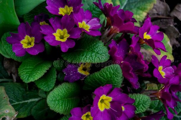 美丽的,春季关于紫癜和黄色的花