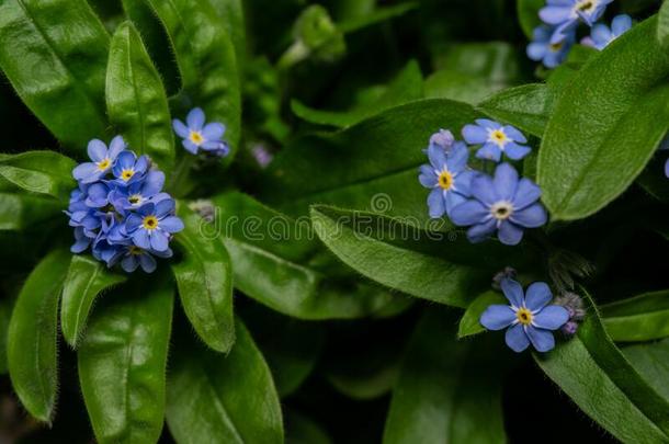 美丽的,春季关于蓝色花