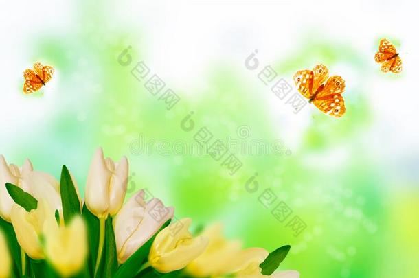 明亮的富有色彩的春季花.蝴蝶