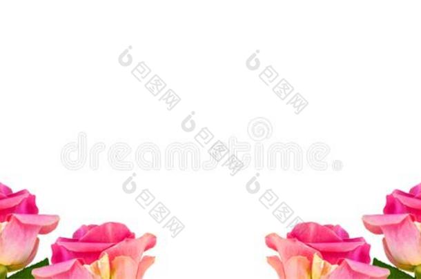 花芽玫瑰向一白色的b一ckground