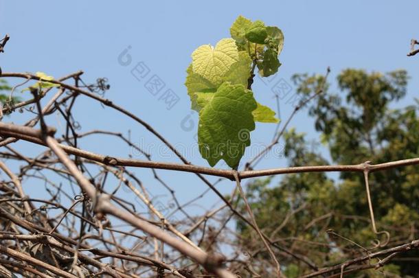 葡萄绿色的树叶采用干的干燥的植物