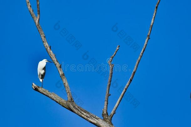 e<strong>白鹭白鹭</strong>白色的大的鸟向一树
