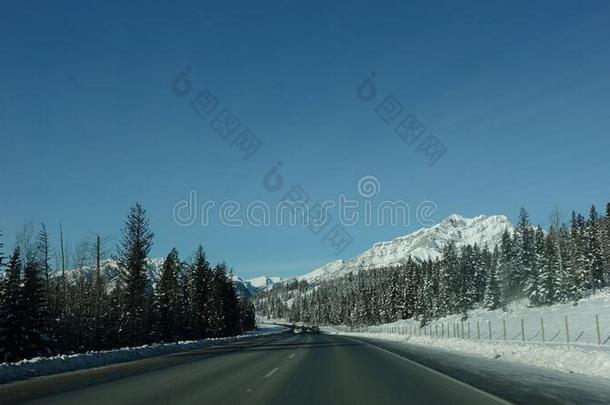 雪-脱帽致意山和松类的森林一起反式-加拿大