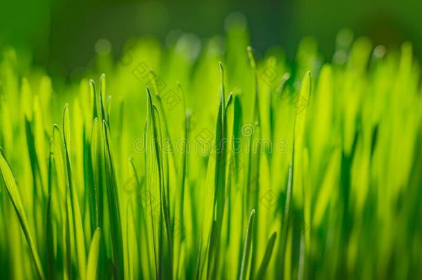 绿色的草和早晨水珠.新鲜的绿色的树叶草和水珠