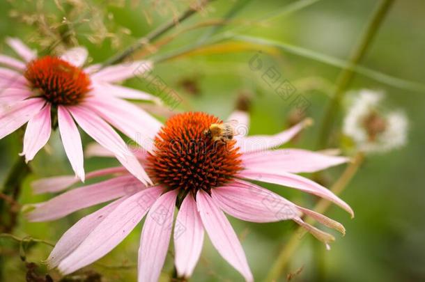 黄色的黑的大大地大黄蜂爬向红色的粉红色的松果菊属植物花
