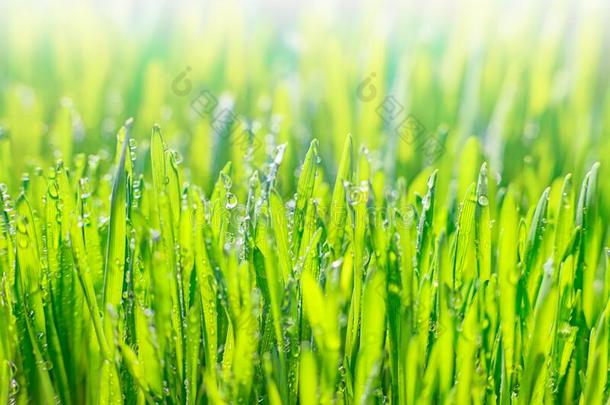 绿色的草和早晨<strong>水珠</strong>.新鲜的绿色的树叶草和<strong>水珠</strong>
