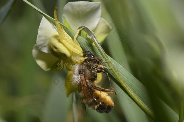 一黄色的花蟹蜘蛛吃野生的蜜蜂