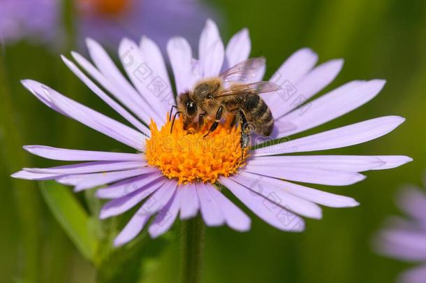 蜜蜂或蜜蜂一次向花,蜜蜂产蜜者