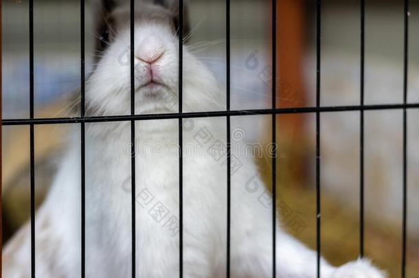 白色的和棕色的兔子里面的指已提到的人养小<strong>动物</strong>的圈栏.