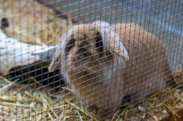 白色的和棕色的兔子里面的指已提到的人养小动物的圈栏和有样子的在外面.