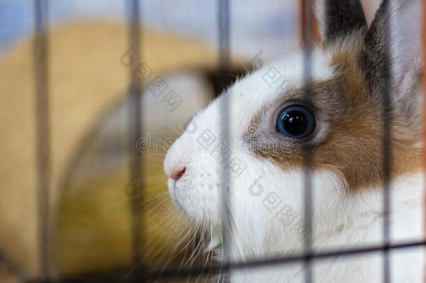 白色的和棕色的兔子里面的指已提到的人养小动物的圈栏.