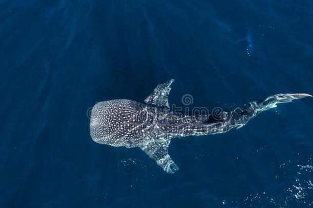 巨大的<strong>鲸鲨</strong>鱼游泳在近处宁加洛,澳大利亚