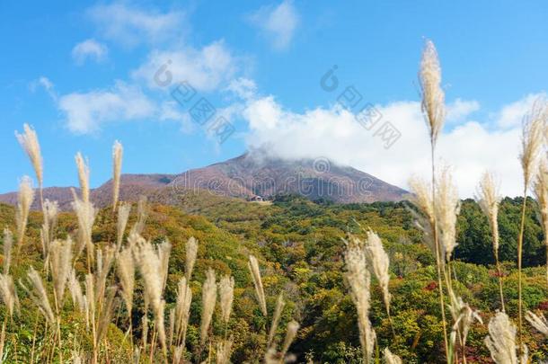 福岛观光地区采用黑色亮漆