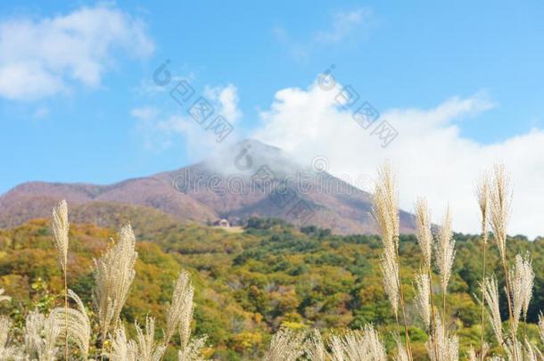 福岛观光地区采用黑色亮漆