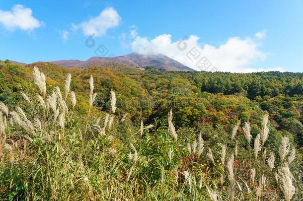 福岛观光地区采用黑色亮漆