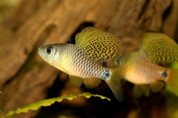 将悬挂有鳍的倒钩水族馆鱼奥富提圆环菌属(Crenuchoides)氖hermetically-sealedintegrating