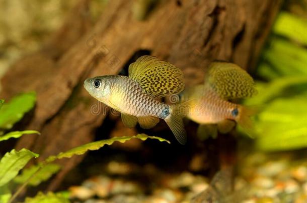 将悬挂有鳍的倒钩水族馆鱼奥富提圆环菌属(Crenuchoides)氖hermetically-sealedintegrating