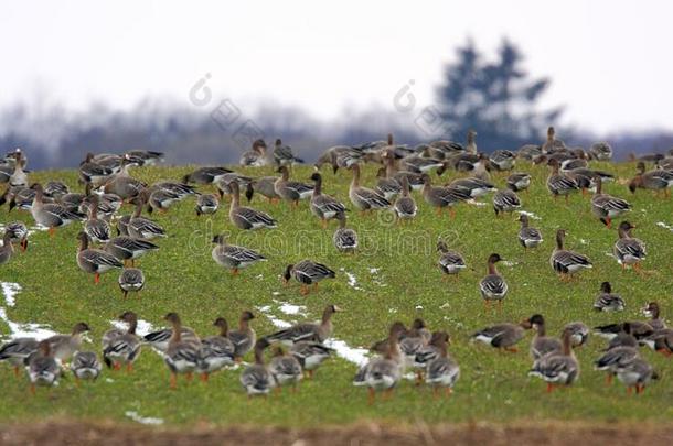 兽群关于豆鹅鸟向<strong>长满草</strong>的潮湿的土壤在的时候一春季窝