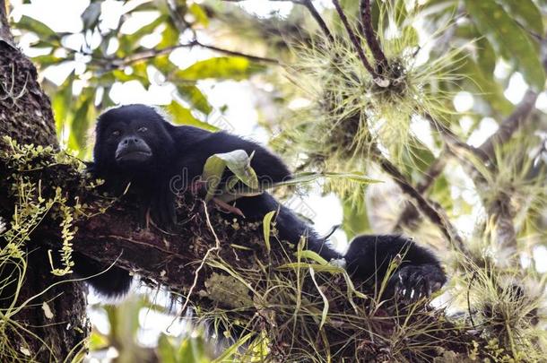 黑的头发猴观察从一高的早午餐树采用一tropic一l