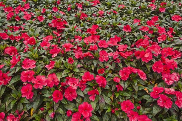 美丽的红色的花关于凤仙花属植物关在上面