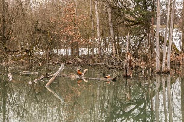 <strong>小</strong>的沼泽地和不流动的水和破碎的树