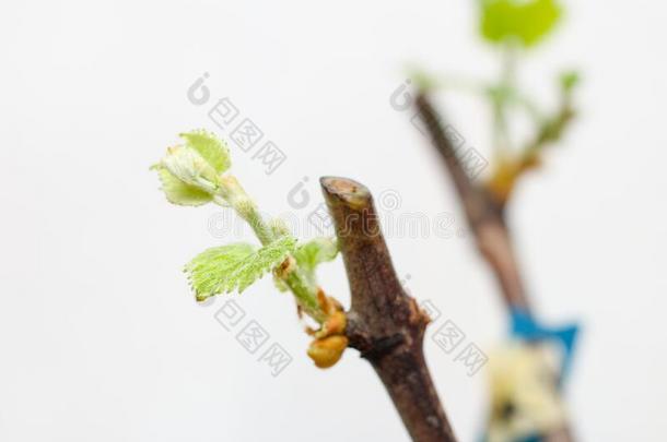 开花刚出芽的幼苗关于一藤向一白色的b一ckground.指已提到的人生长