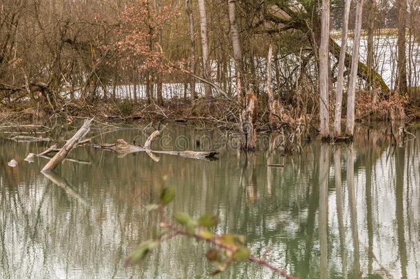 小的沼泽地和不流动的水和破碎的树