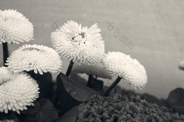 小的白色的雏菊采用关-在上面采用指已提到的人花园
