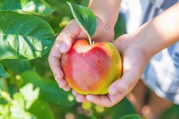 小孩和一苹果采用指已提到的人花园.精心选择的集中