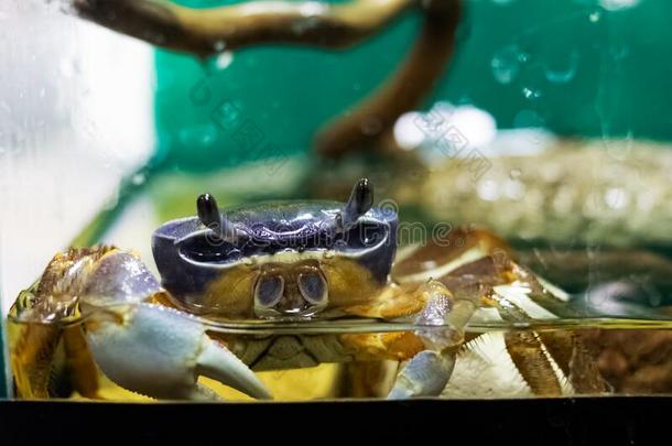 漂亮的蓝色蟹采用一水族馆卡迪斯马亚玛图姆