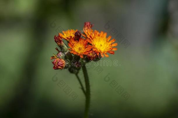 皮洛氏菌橙花野生的开花植物,桔子花采用blower鼓风机