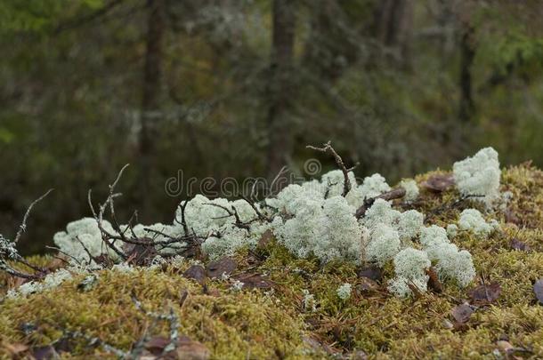 森林关于指已提到的人卡累利阿人地区.白色的苔藓杂乱.