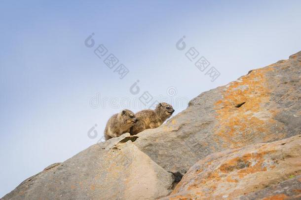 岩石蹄兔蹄兔属卡彭西一次向岩石在表山,英语字母表的第3个字母