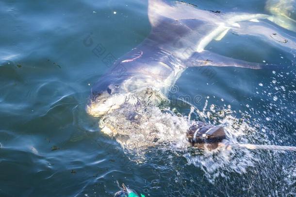 一伟大的白色的鲨鱼噬人鲨卡查里亚斯游泳大约鞭子