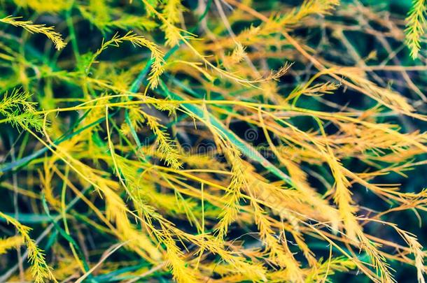 优美的特写镜头关于芦笋羊齿植物也大家知道的同样地芦笋丝滑的，丝滑的