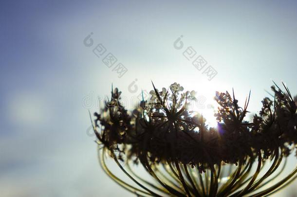 特写镜头关于胡萝卜属胡萝卜,也大家知道的同样地野生的胡萝卜,<strong>鸟窝</strong>,