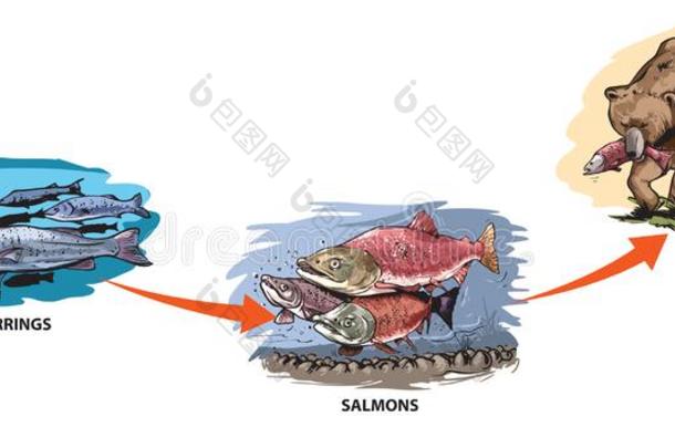 食物链子-鲱鱼-鲑鱼-熊