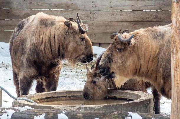 家庭关于四川羚牛喝饮料水