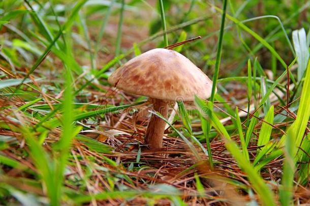 蘑菇向指已提到的人地面采用森林