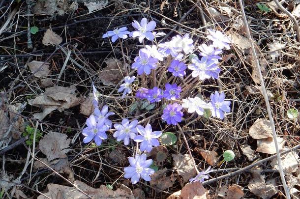微妙的春季蓝色花关于指已提到的人地钱属的植物诺比利斯向一模糊的