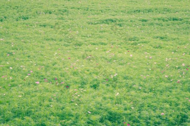 绿色的草,碧海情缘