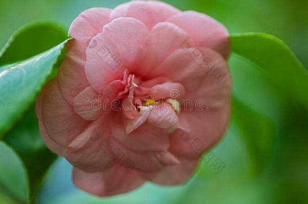花关于粉红色的山茶,山茶日本产植物采用花园