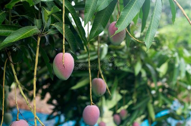 芒果成果向指已提到的人树,新鲜的成果采用花园