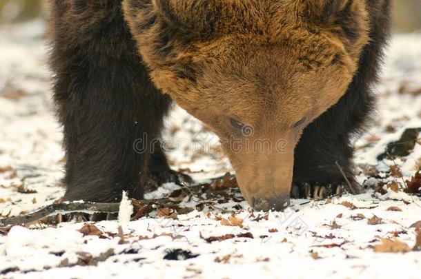 棕色的熊-熊属大小熊星座统称