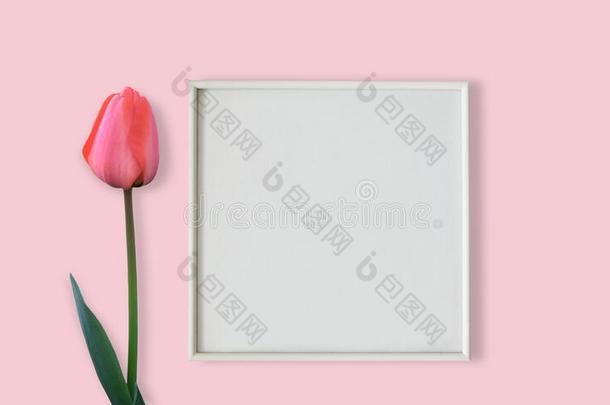 粉红色的郁金香花和白色的照片框架向粉红色的背景