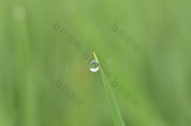 美丽的落下关于透明的雨水向一绿色的le一<strong>fm</strong>一cro.