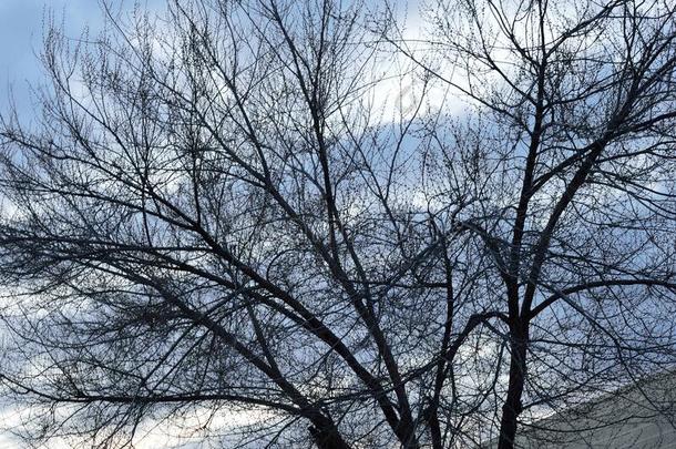 喜怒无常的有暴风雨的蓝色天树轮廓博伊西爱达荷州宽的看法