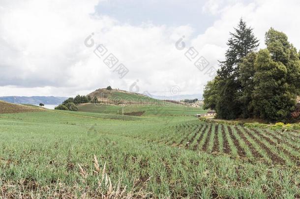 乡下的安第斯山的风景,田在近处托塔,指已提到的人大的哥伦比亚人