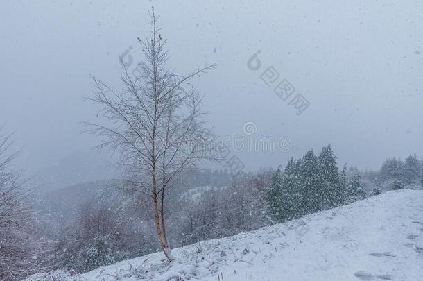 地点关于一孤独的树采用一下雪的d一y采用N一tur一lP一rk关于Urkiol一