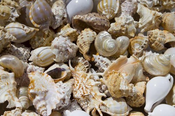 贝壳背景.各种各样的空的壳关于海的甲壳纲动物